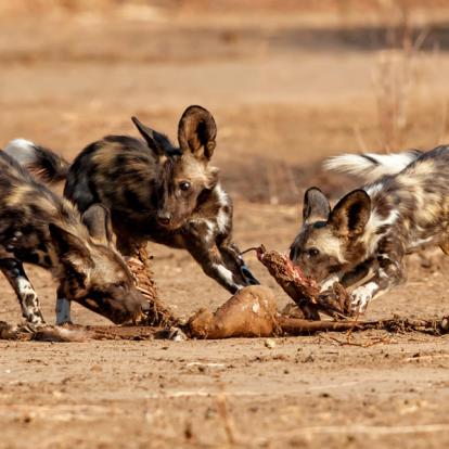 A Découvrir au Zimbabwe - Parc National de Mana Pools