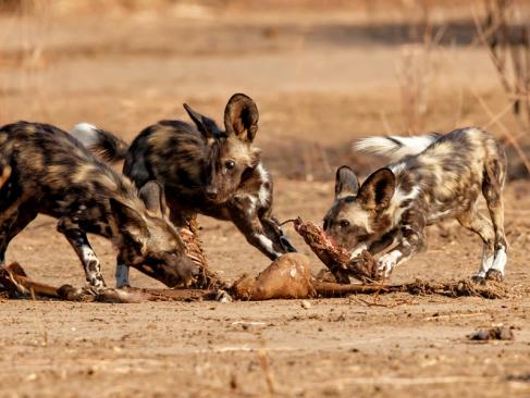 A Découvrir au Zimbabwe - Parc National de Mana Pools
