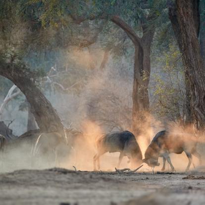 A Découvrir au Zimbabwe - Parc National de Mana Pools