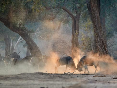A Découvrir au Zimbabwe - Parc National de Mana Pools
