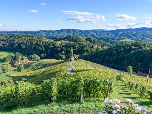 A Découvrir en Slovénie - Maribor