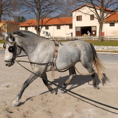 A Découvrir en Slovénie - Le haras de Lipica