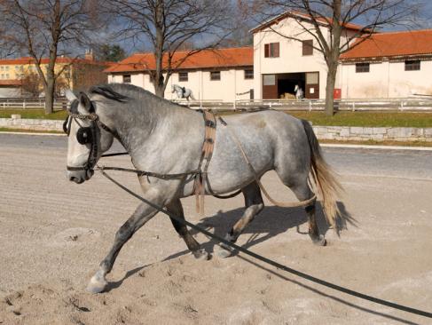 A Découvrir en Slovénie - Le haras de Lipica