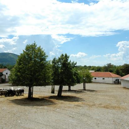 A Découvrir en Slovénie - Le haras de Lipica
