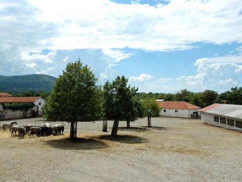 A Découvrir en Slovénie - Le haras de Lipica