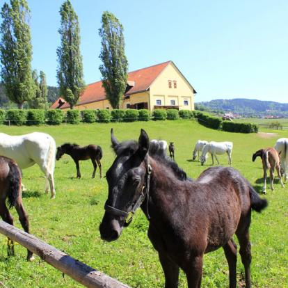 A Découvrir en Slovénie - Le haras de Lipica