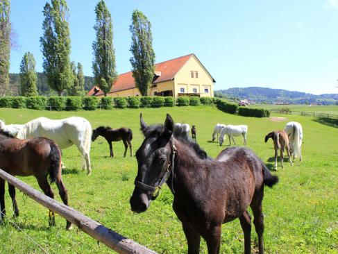 A Découvrir en Slovénie - Le haras de Lipica