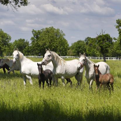A Découvrir en Slovénie - Le haras de Lipica
