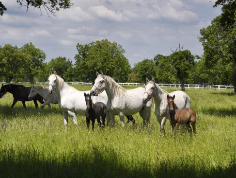 A Découvrir en Slovénie - Le haras de Lipica