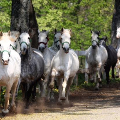 A Découvrir en Slovénie - Le haras de Lipica
