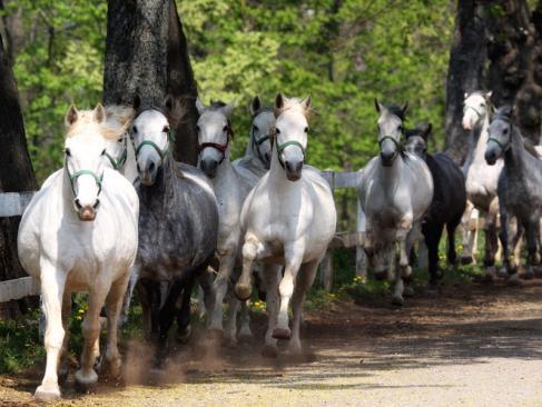 A Découvrir en Slovénie - Le haras de Lipica