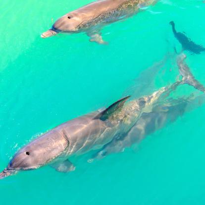 A Découvrir en Australie - Shark Bay
