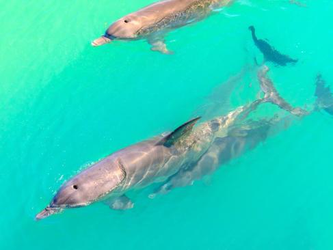A Découvrir en Australie - Shark Bay