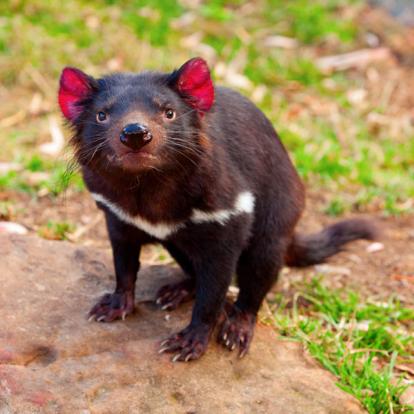 Diable De Tasmanie A Découvrir en Australie - Launceston