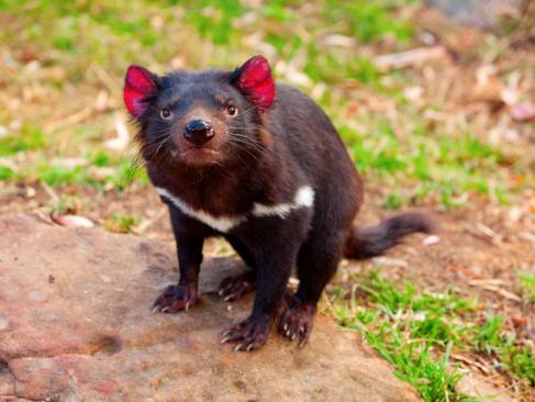 Diable De Tasmanie A Découvrir en Australie - Launceston