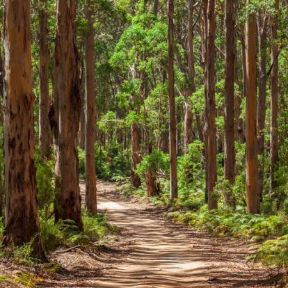 Karri Forest - Boranup A Découvrir en Australie - La Vallée des Géants