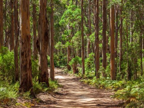Karri Forest - Boranup A Découvrir en Australie - La Vallée des Géants
