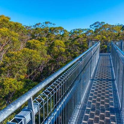 La Vallée Des Géants -  Tree Top Walk A Découvrir en Australie - La Vallée des Géants