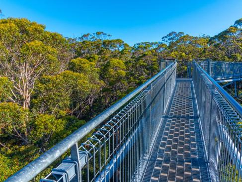 La Vallée Des Géants -  Tree Top Walk A Découvrir en Australie - La Vallée des Géants