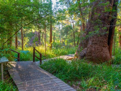 La Vallée Des Géants A Découvrir en Australie - La Vallée des Géants