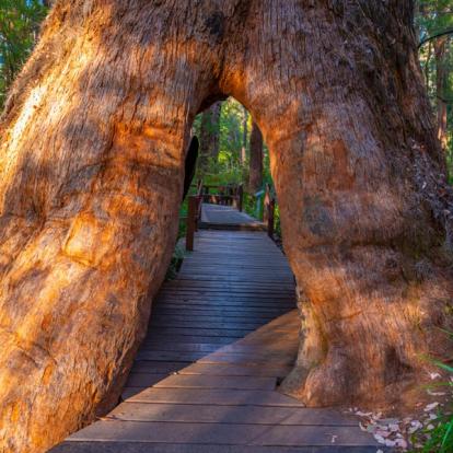 La Vallée Des Géants A Découvrir en Australie - La Vallée des Géants