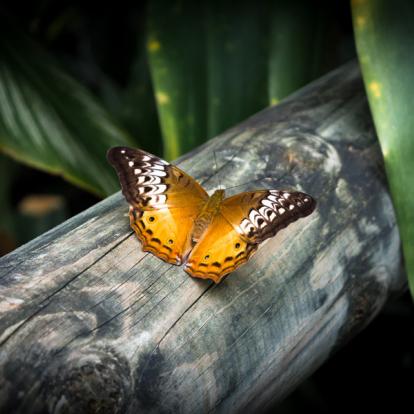 Kuranda - Australian Butterfly Sanctuary A Découvrir en Australie - Kuranda