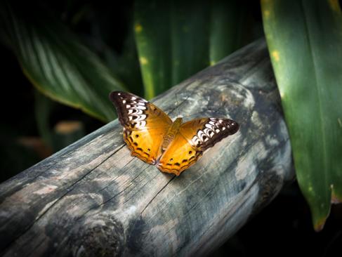 Kuranda - Australian Butterfly Sanctuary A Découvrir en Australie - Kuranda