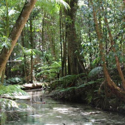 A Découvrir en Australie - Fraser Island