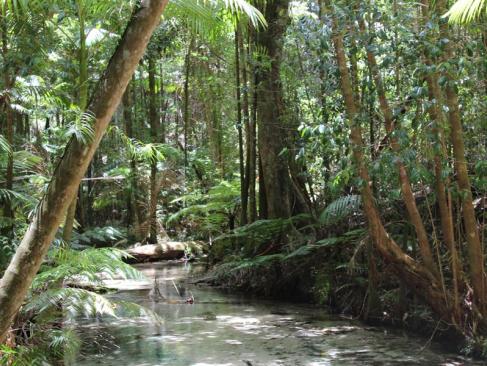 A Découvrir en Australie - Fraser Island