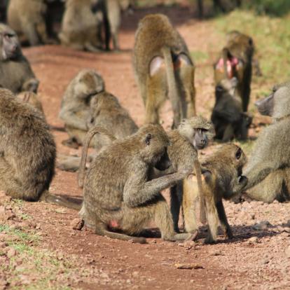 Parc National D'Arusha A Découvrir en Tanzanie - Arusha