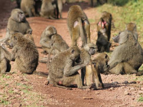 Parc National D'Arusha A Découvrir en Tanzanie - Arusha