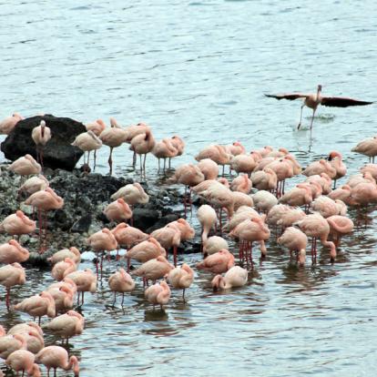 Parc National D'Arusha A Découvrir en Tanzanie - Arusha