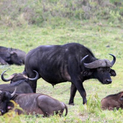 Parc National D'Arusha A Découvrir en Tanzanie - Arusha