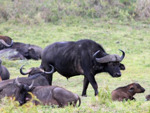 Parc National D'Arusha A Découvrir en Tanzanie - Arusha
