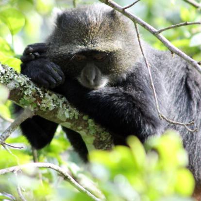 Parc National D'Arusha A Découvrir en Tanzanie - Arusha