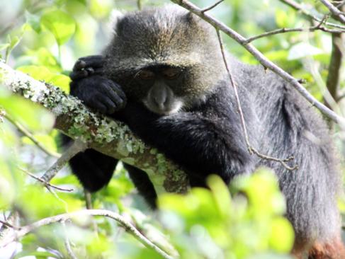 Parc National D'Arusha A Découvrir en Tanzanie - Arusha