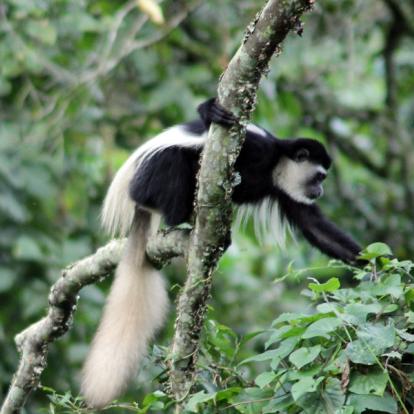 Parc National D'Arusha A Découvrir en Tanzanie - Arusha