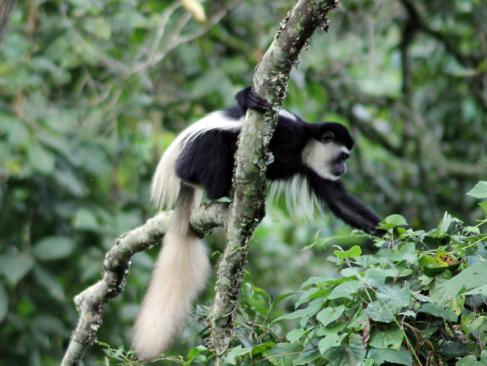 Parc National D'Arusha A Découvrir en Tanzanie - Arusha