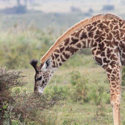 Parc National D'Arusha A Découvrir en Tanzanie - Arusha