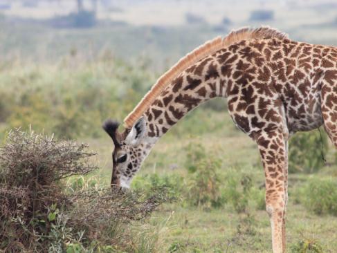 Parc National D'Arusha A Découvrir en Tanzanie - Arusha
