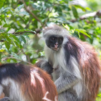 A Découvrir en Tanzanie - Zanzibar