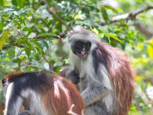 A Découvrir en Tanzanie - Zanzibar