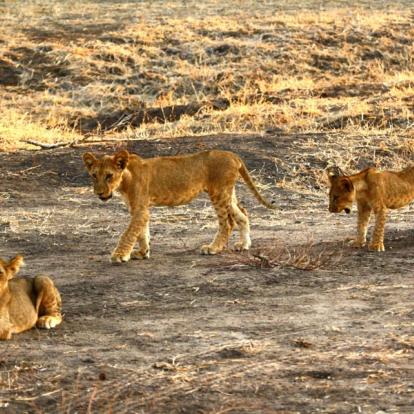 A Découvrir en Tanzanie - La Réserve de Selous