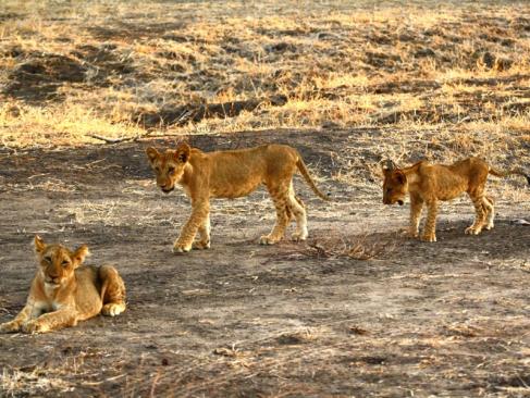 A Découvrir en Tanzanie - La Réserve de Selous