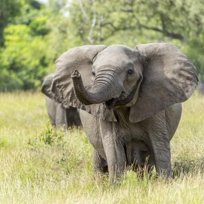 A Découvrir en Tanzanie - La Réserve de Selous