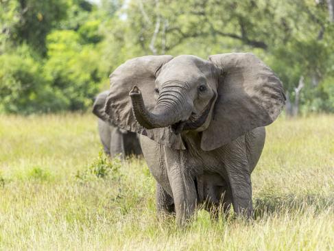 A Découvrir en Tanzanie - La Réserve de Selous