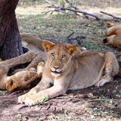 A Découvrir en Tanzanie - La Réserve de Selous