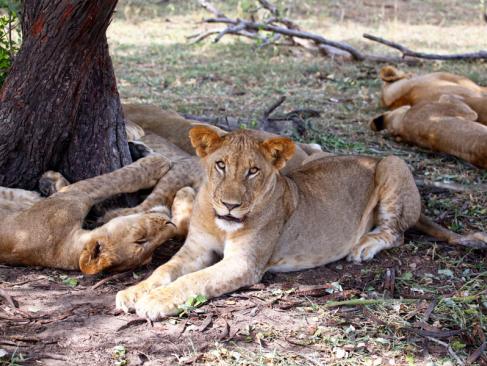 A Découvrir en Tanzanie - La Réserve de Selous
