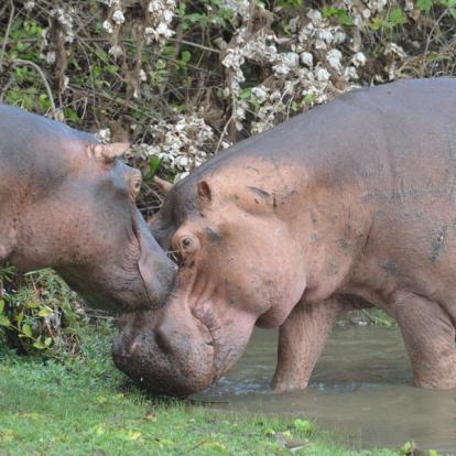 A Découvrir en Tanzanie - La Réserve de Selous
