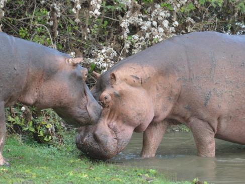 A Découvrir en Tanzanie - La Réserve de Selous
